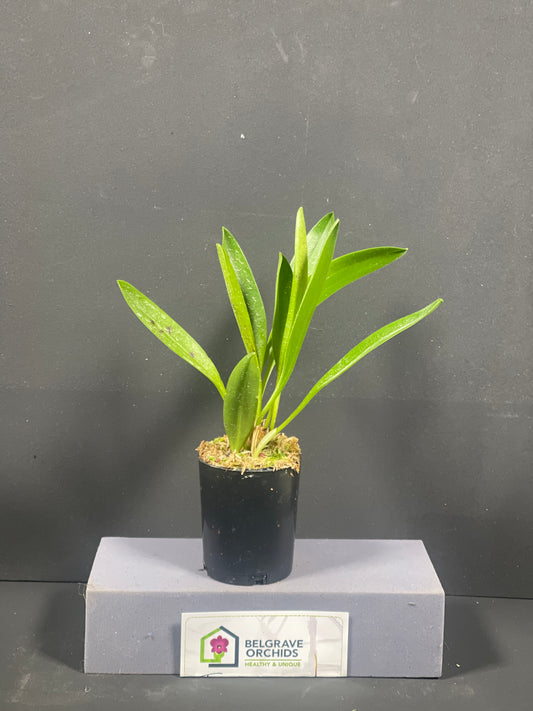Masdevallia Golden Krieks 'Crown Vista'