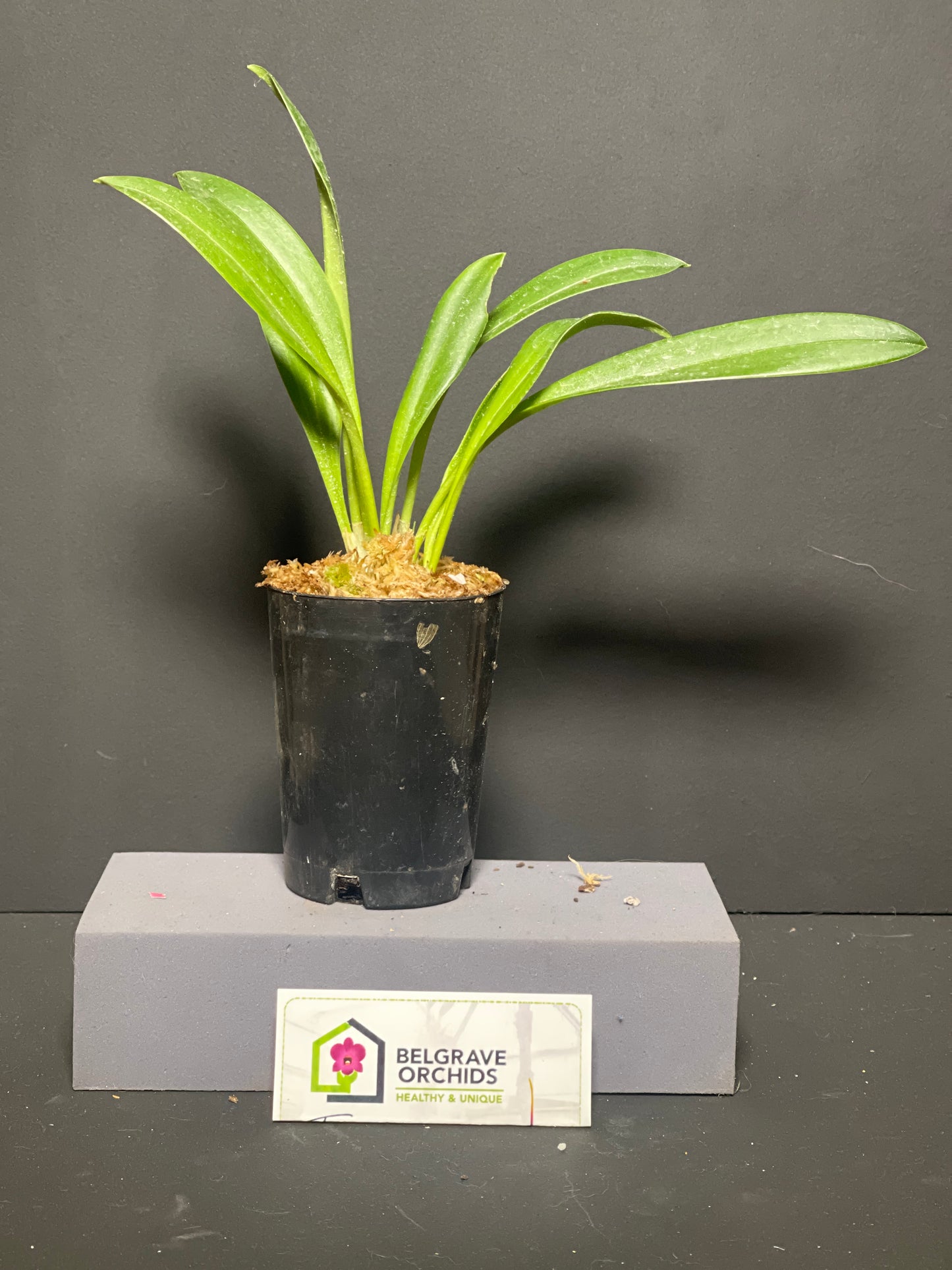 Masdevallia Urubamba plant showing compact upright foliage in cultivation