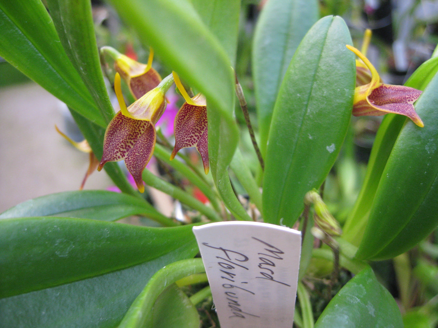 Masdevallia floribunda flower close-up