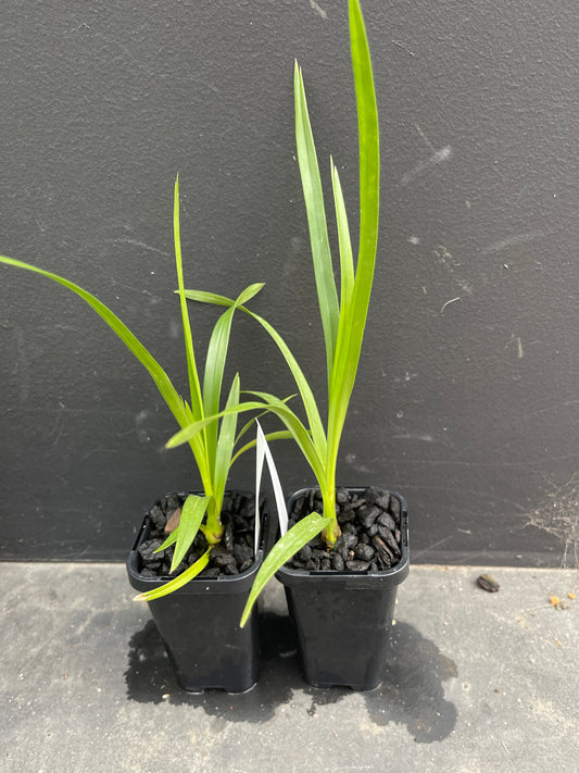 Small green plants in black pots on a dark surface