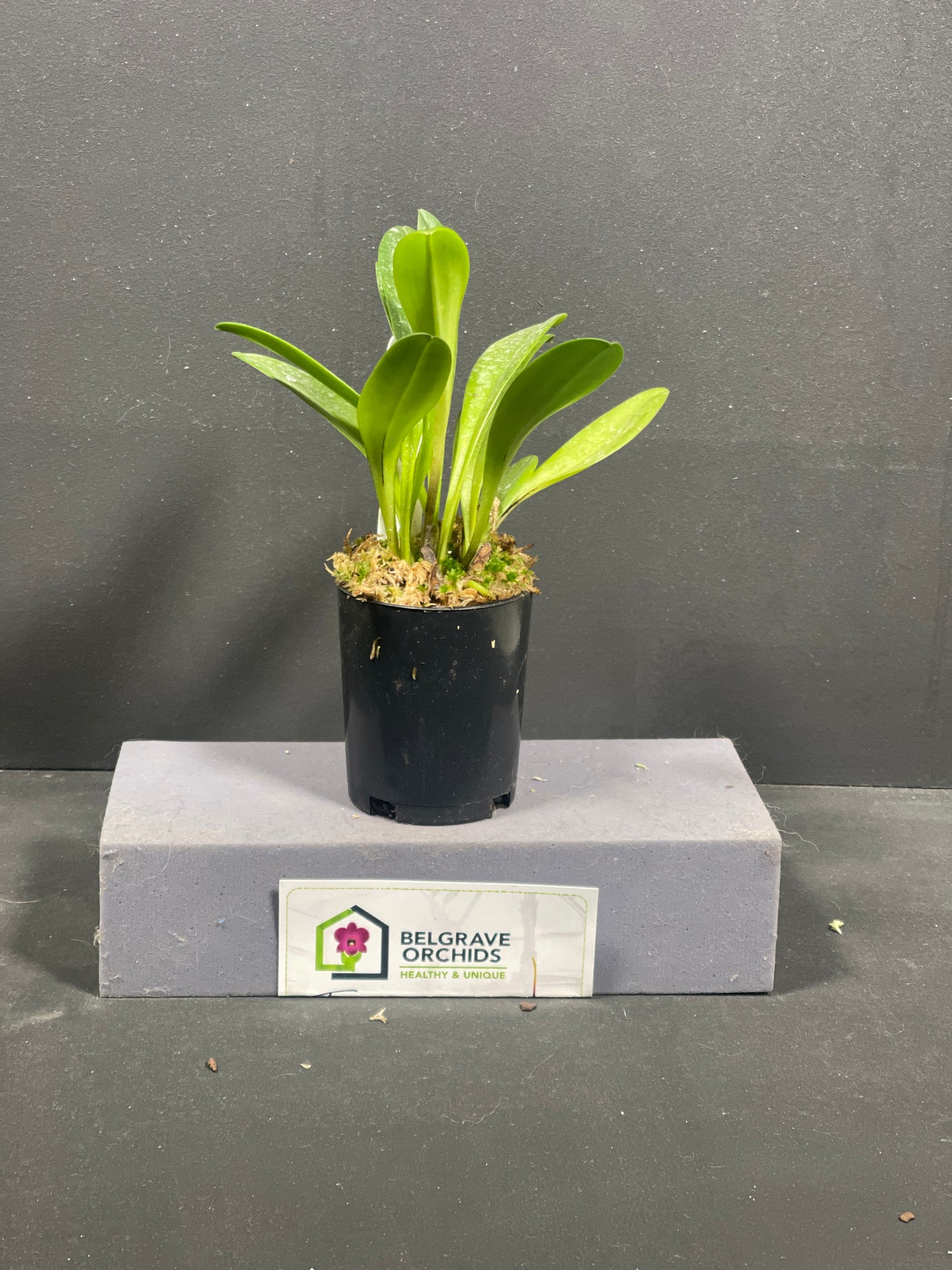 Masdevallia Bill Bergstrom 'Gold Dust'