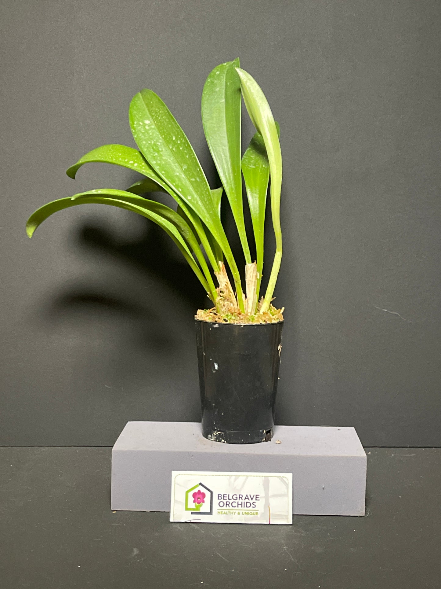 Masdevallia Orinoco 'Triple X' AM/AOC plant showing compact upright foliage in cultivation