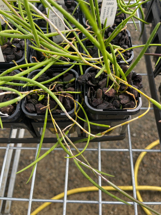 Dendrobium Grumpy 'George' × schoenina 'Compact' (Syn. Dockrillia) seedling in nursery pot