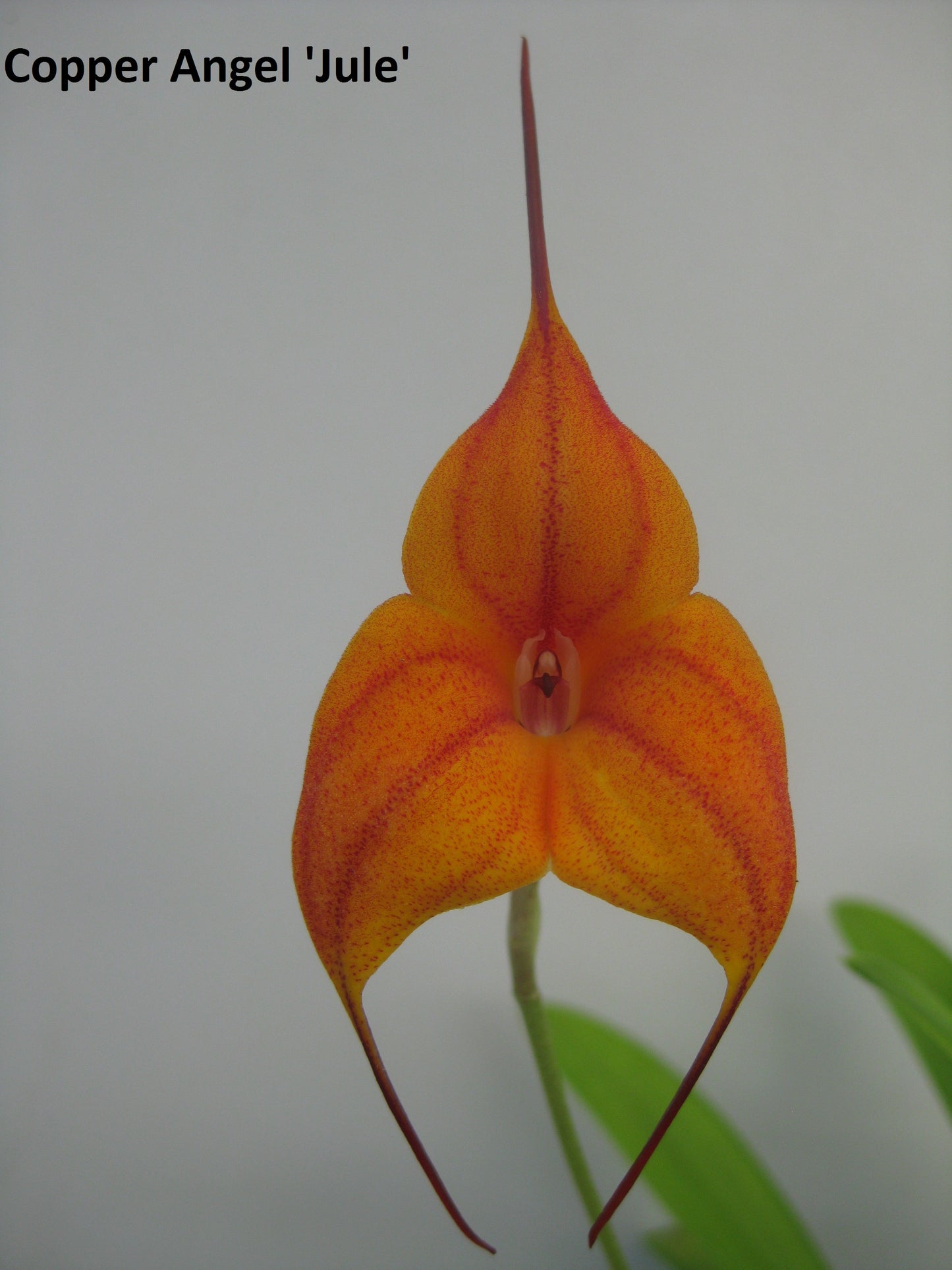 Masdevallia Copper Angel 'Jule' second flower view