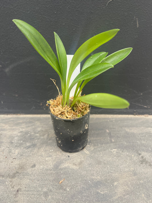 A compact Masdevallia Partizan plant with healthy green leaves in a small pot.