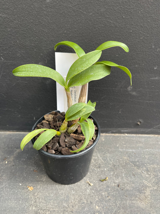 A small, healthy Dendrobium hybrid seedling in a black nursery pot with a detailed plant tag.</li>