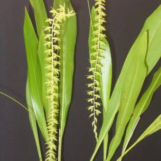 Coelogyne lagarophylla (syn. Dendrochilum stenophyllum), upright chains of pale yellow-green flowers