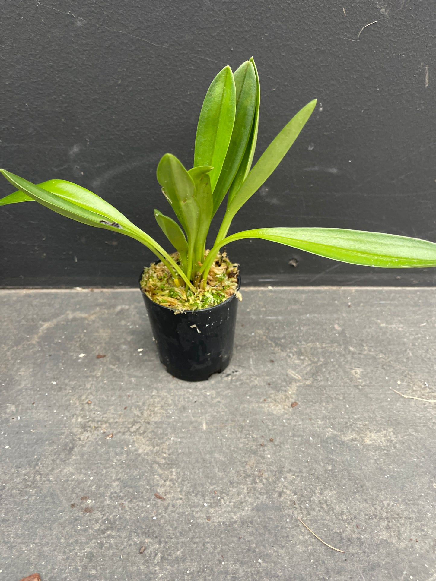 Masdevallia Veitch's Candy Cane 'Super Striper' HCC/AOC