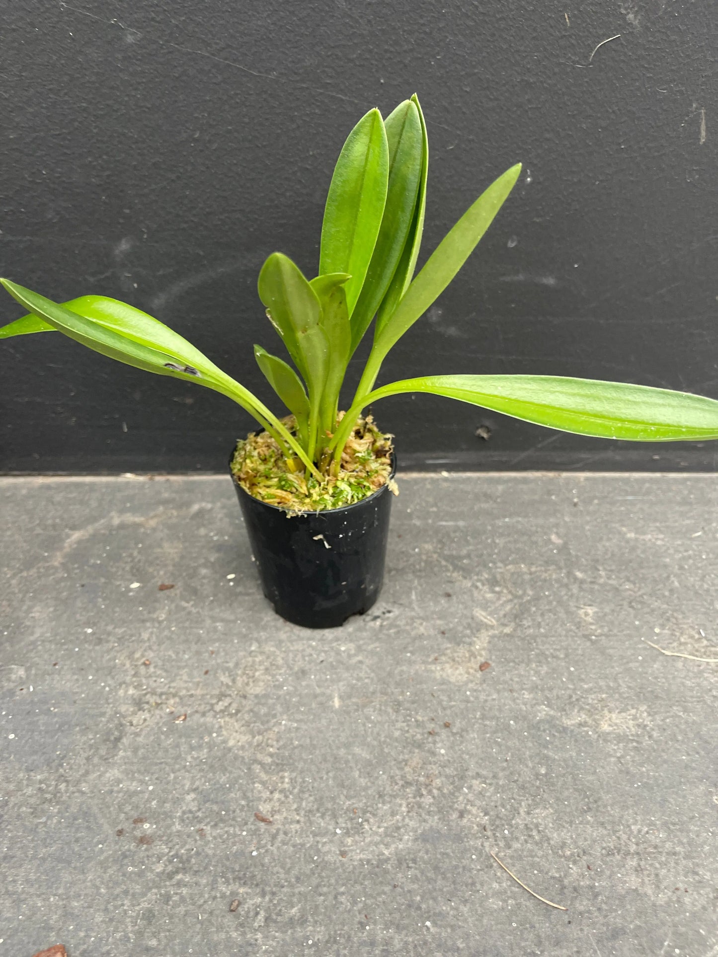 Masdevallia Veitch’s Candy Cane ‘Super Striper’ HCC/OSCOV, AM/AOC