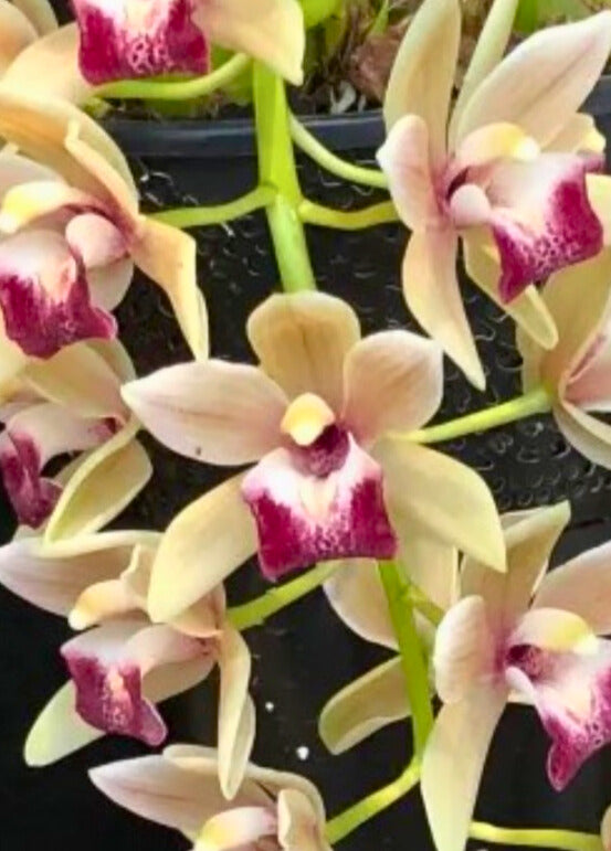 Cymbidium Mary Green ‘Lipstick’ flowers, creamy apricot petals and sepals with a bold, dark ruby-red lip and white throat.