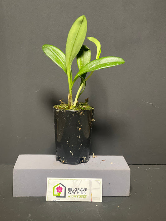 Masdevallia Hurdy Gurdy 'Beenak' HCC/OSCOV plant showing compact upright foliage in cultivation