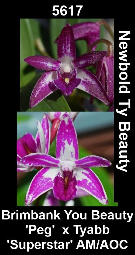 Dendrobium Brimbank You Beauty 'Peg' × Tyabb 'Superstar' AM/AOC