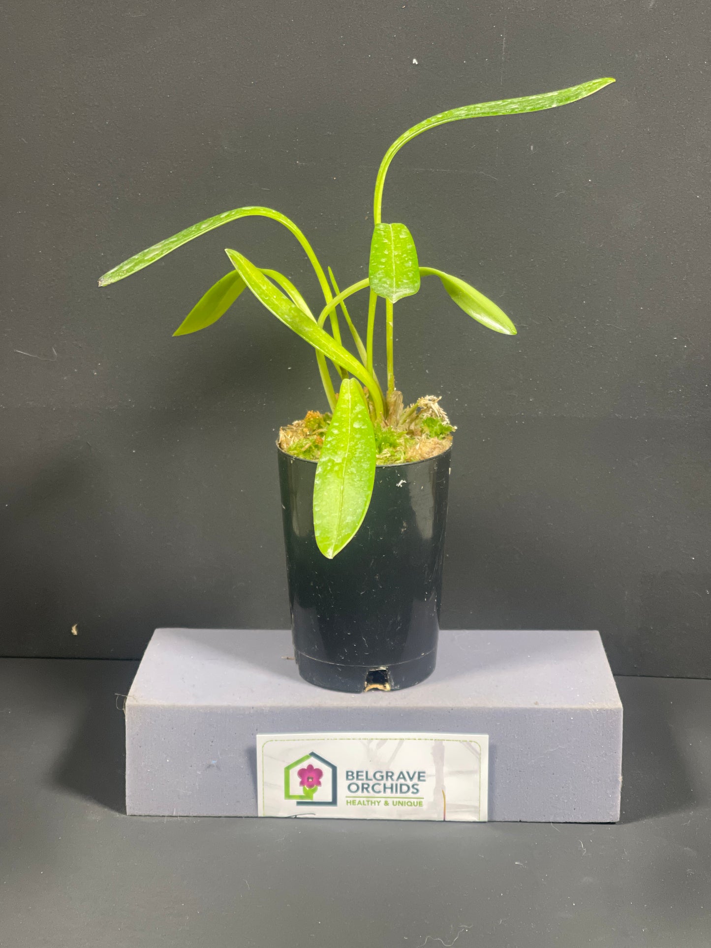 Masdevallia Mary Staal ‘Golden Gate’