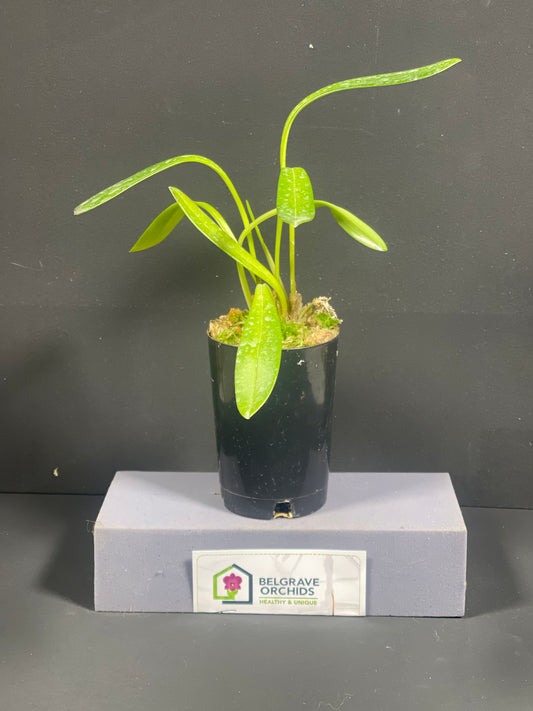 Masdevallia Mary Staal ‘Golden Gate’