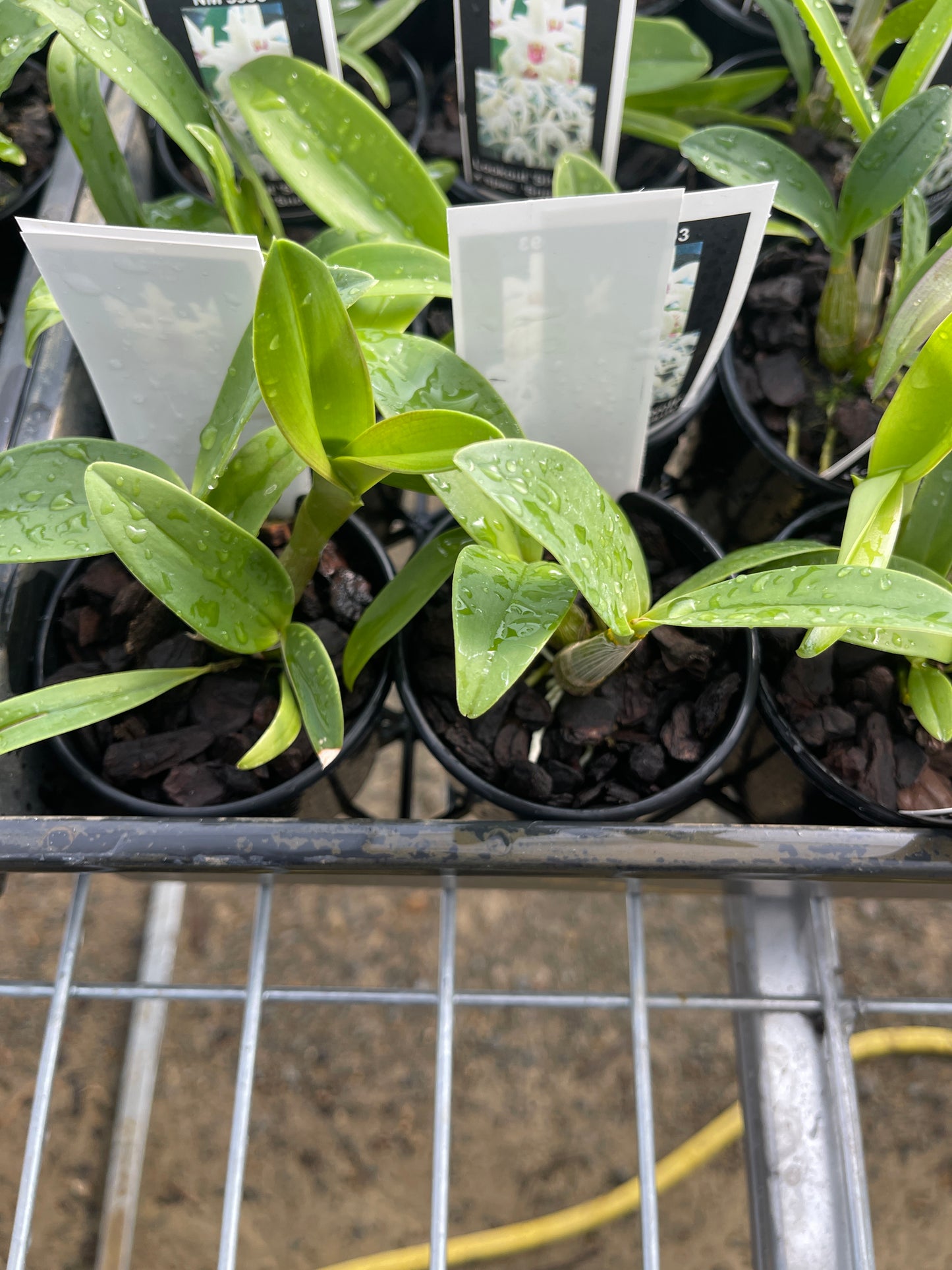 Dendrobium Lookout 'Showoff' × speciosum 'Snowdrift' seedling in nursery pot at flowering size