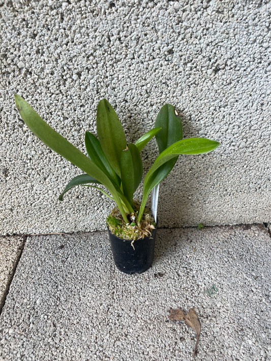 Masdevallia Machu Picchu ‘Crown Point’ AM/AOS