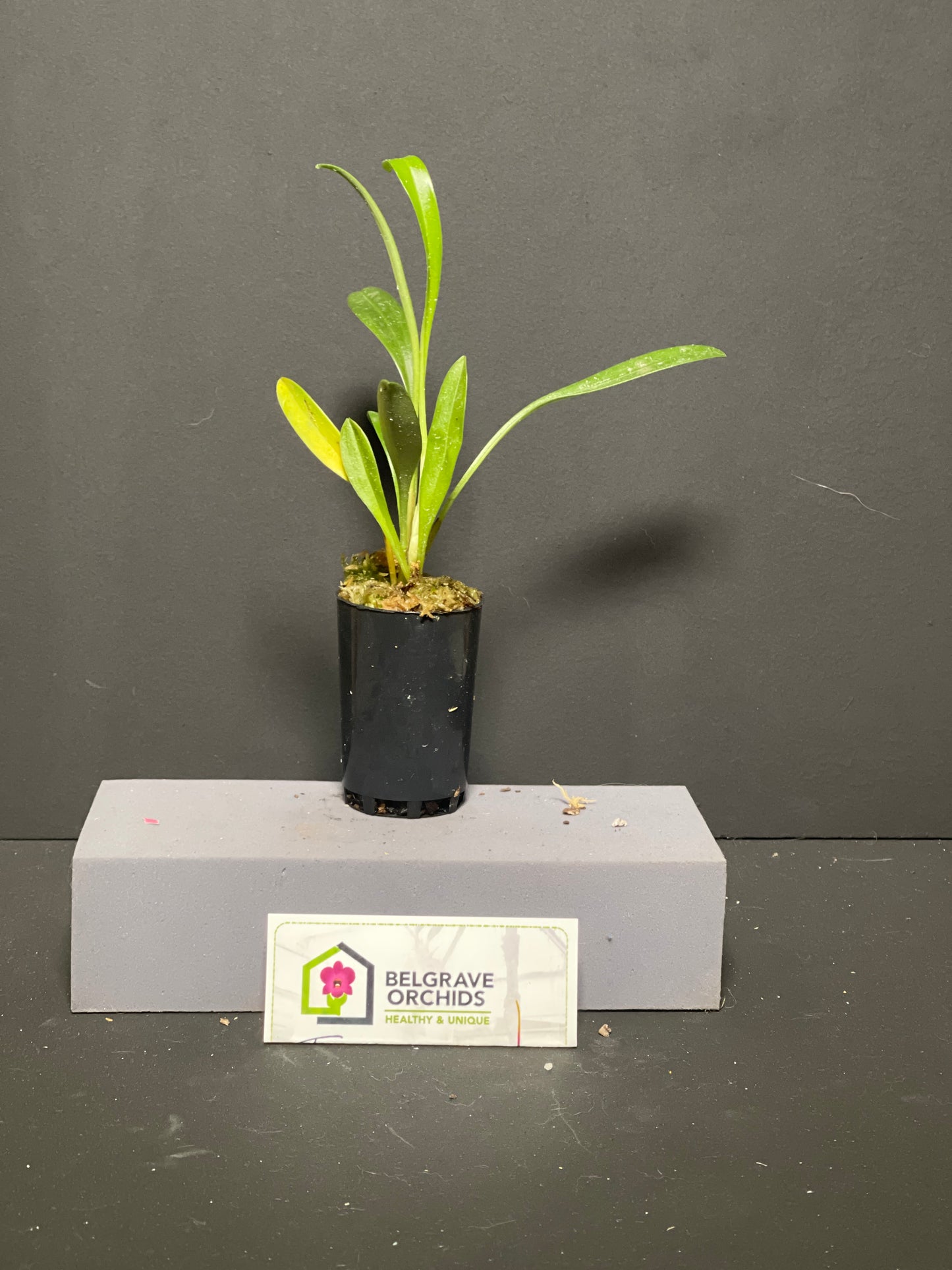 Masdevallia paivaeana plant showing compact upright foliage in cultivation