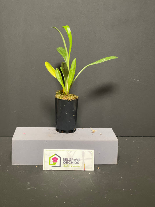 Masdevallia paivaeana plant showing compact upright foliage in cultivation
