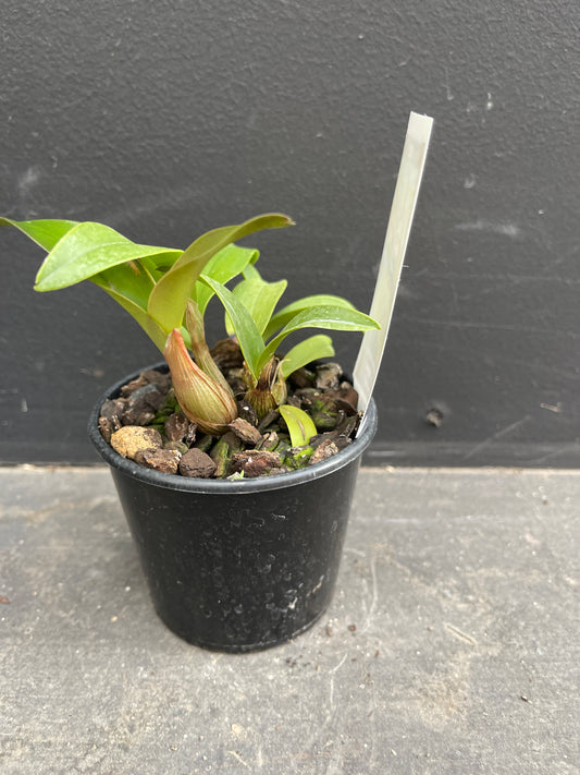 A small, healthy Dendrobium hybrid seedling in a black nursery pot, with a detailed plant tag.