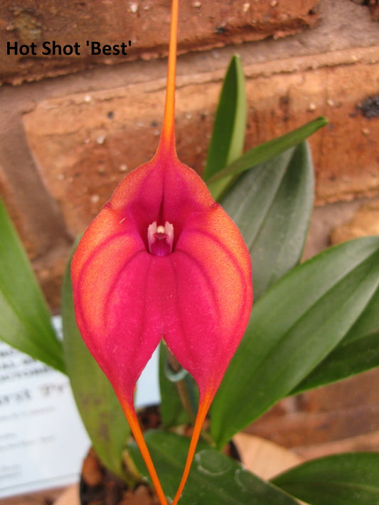 Masdevallia Hot Shot 'Best' second flower view