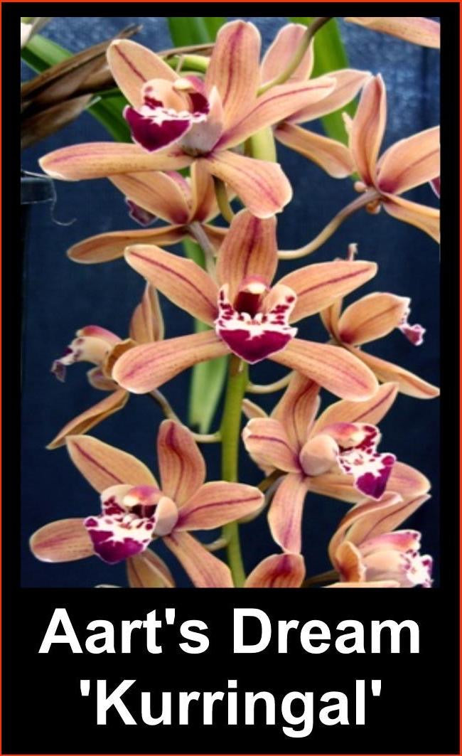 Cymbidium Aart's Dream 'Kurringal' flower close-up showing Cym. floribundum × Cym. Ngaire hybrid colouration
