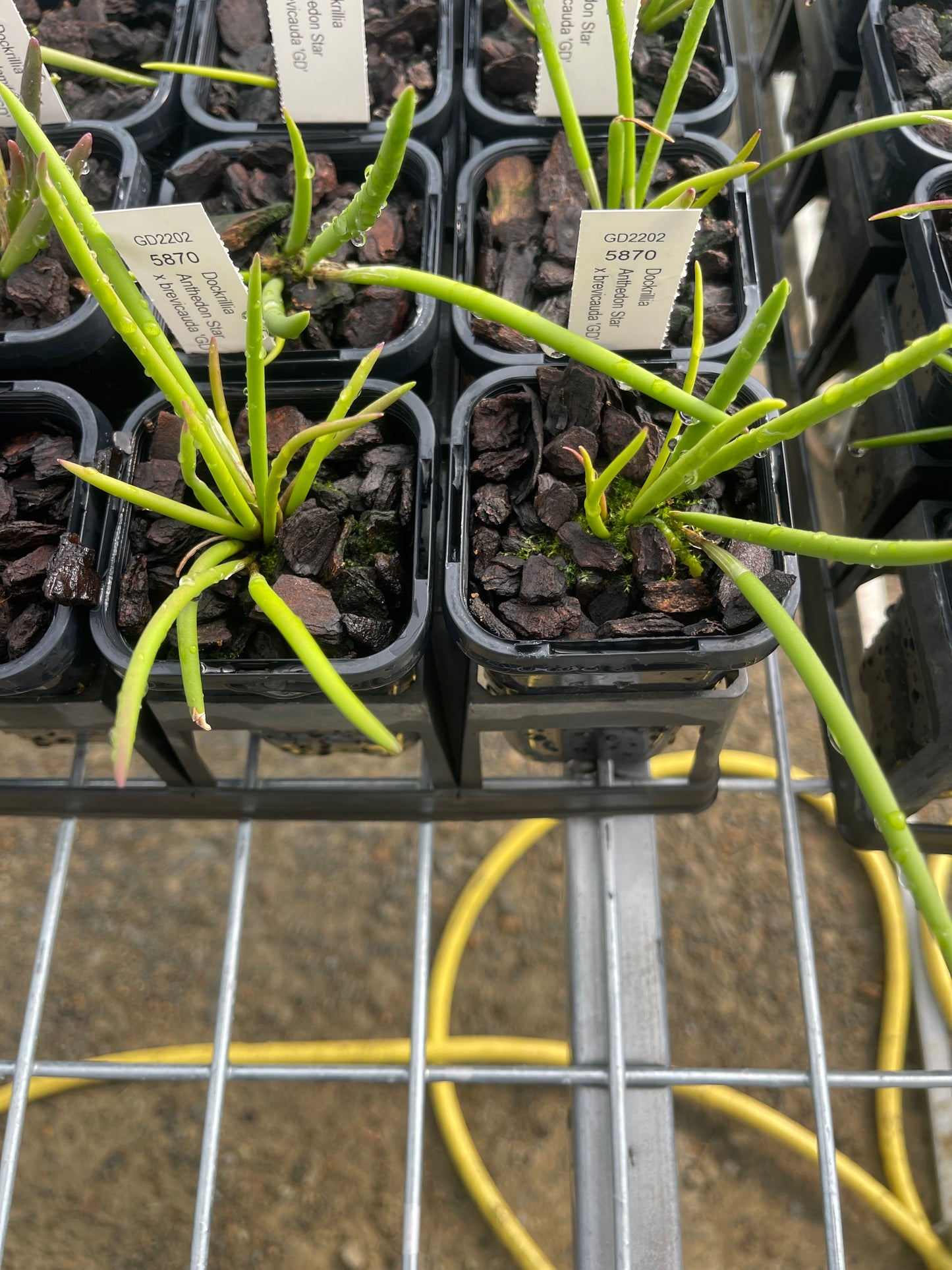 Dendrobium Anthedon 'Star' × brevicauda 'GD' (Syn. Dockrillia) seedling in nursery pot