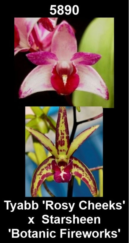 Dendrobium Tyabb 'Rosy Cheeks' × Starsheen 'Botanic Fireworks'
