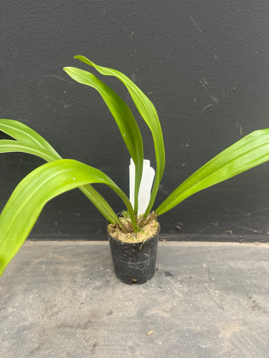 Dracula Cafe Mocha plant in cultivation showing compact upright pleated foliage