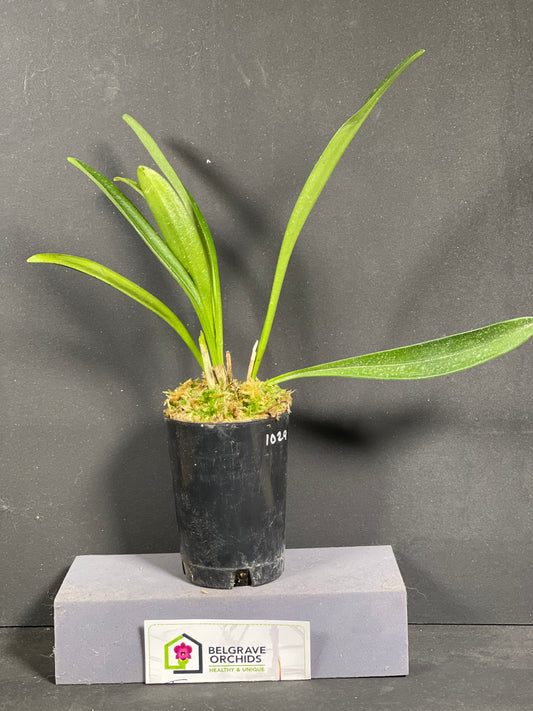 Masdevallia veitchiana 'Sol'
