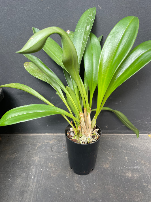 Masdevallia Midas Touch ‘Golden Dynasty’ FCC/AOC entire plant, clump-forming habit in a pot.