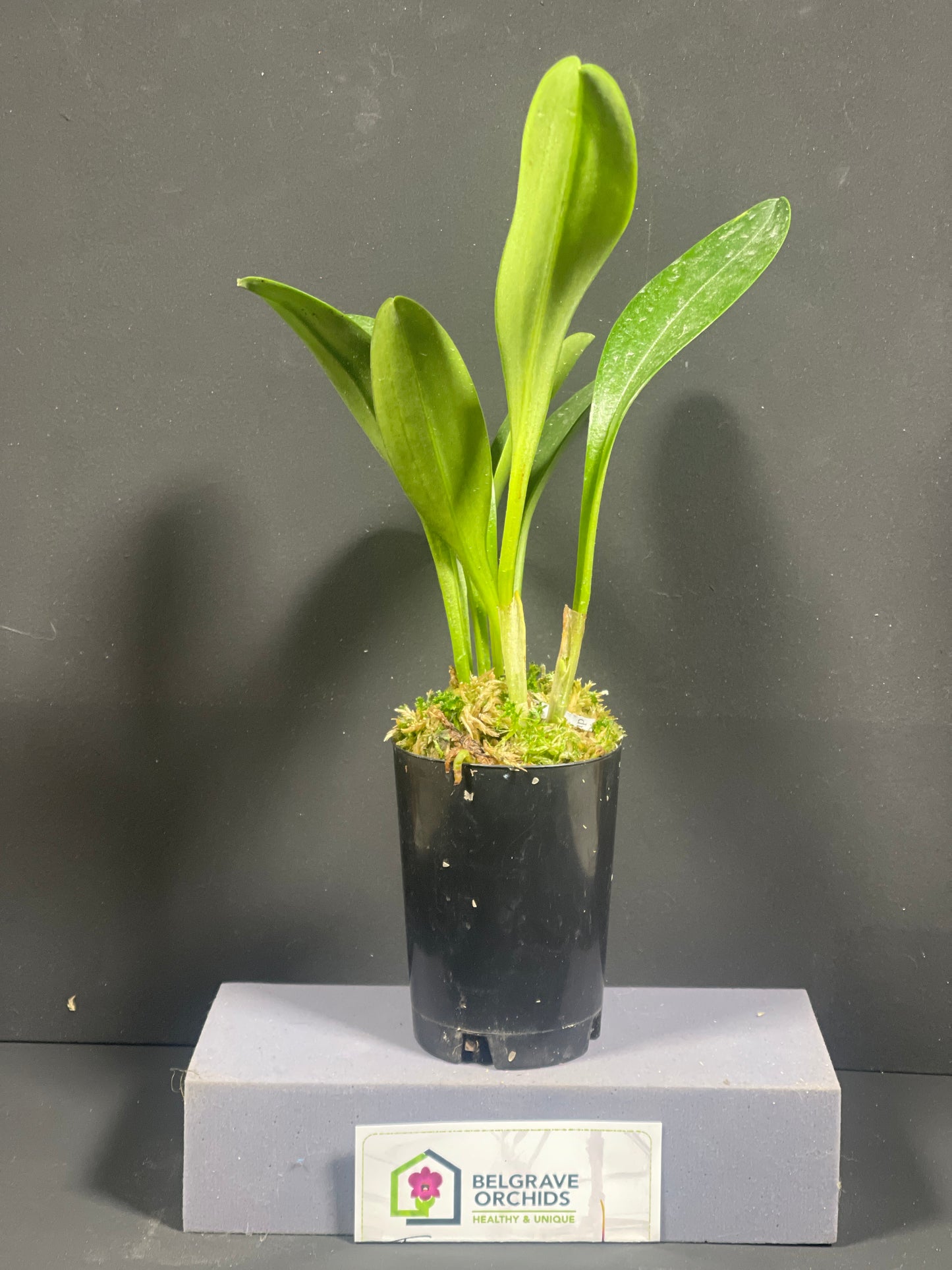 Masdevallia Super Nova 'Beenak' FCC/AOC