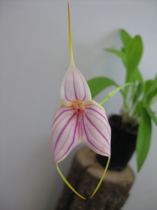 Masdevallia Falcata 'Gold Digger' x Pichincha 'Cape View' second flower view
