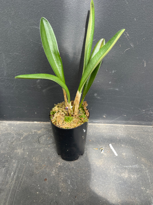 Masdevallia coccinea 'Petite Rose'
