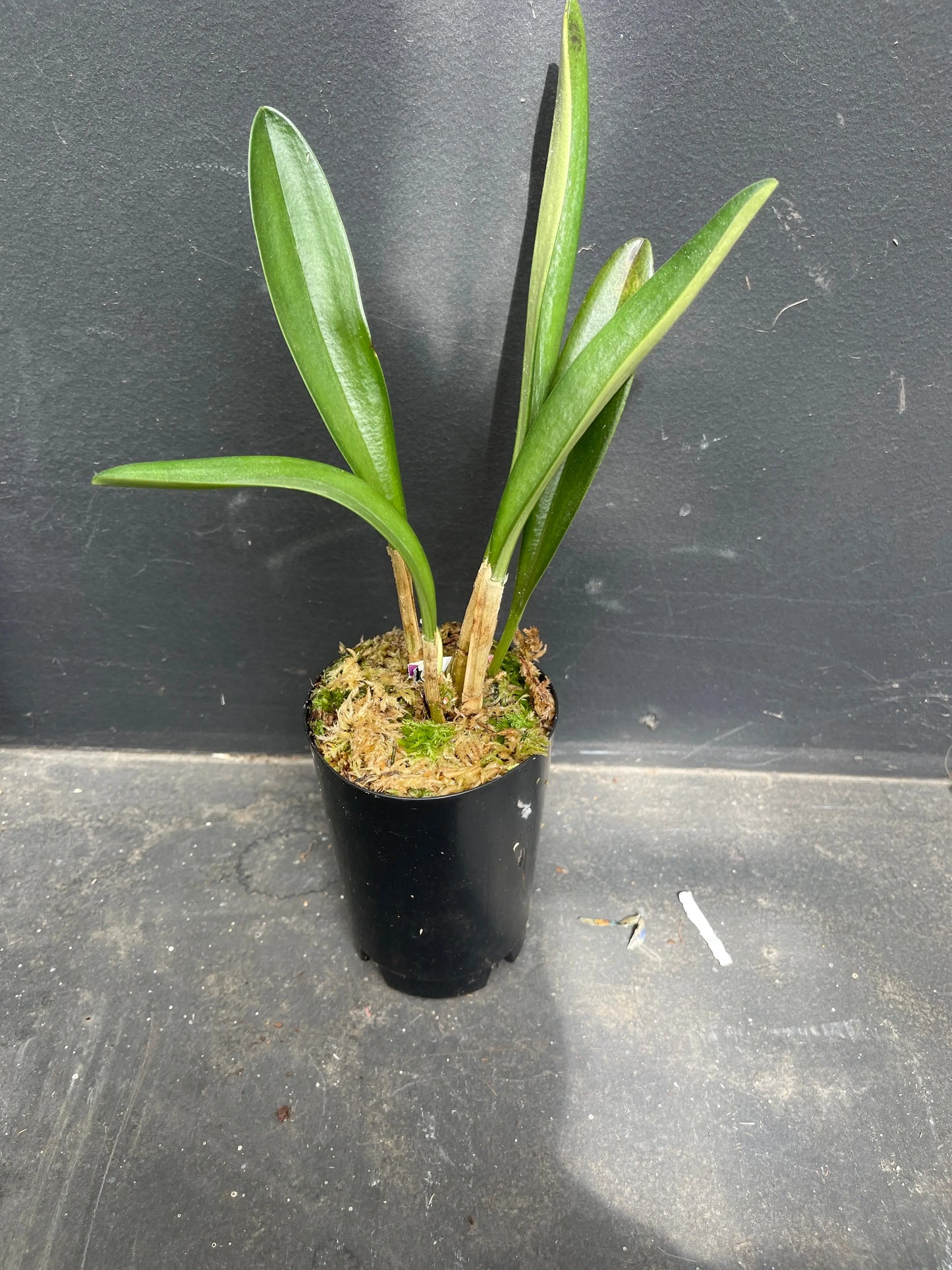 Masdevallia coccinea 'Petite Rose'