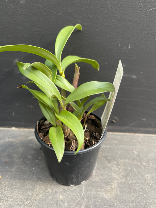 Dendrobium Newbold Tybo 'SS3' x Dendrobium Newbold Beauty 'Kings Park' – Australian Grown Dark Pink