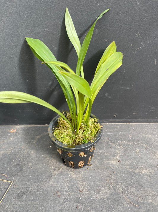 Small potted plant on a dark surface