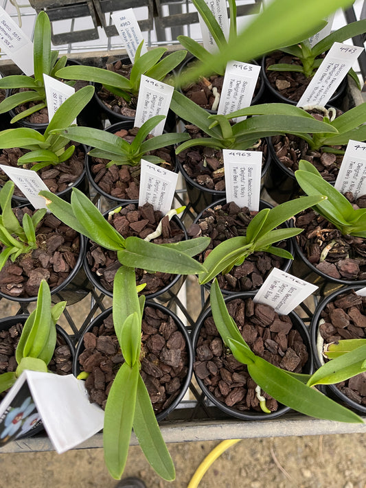 Sarcochilus Newbold Cannonball 'Delightful' × Nicky's Twin Bee's 'Bullseye' seedling in 80mm pot