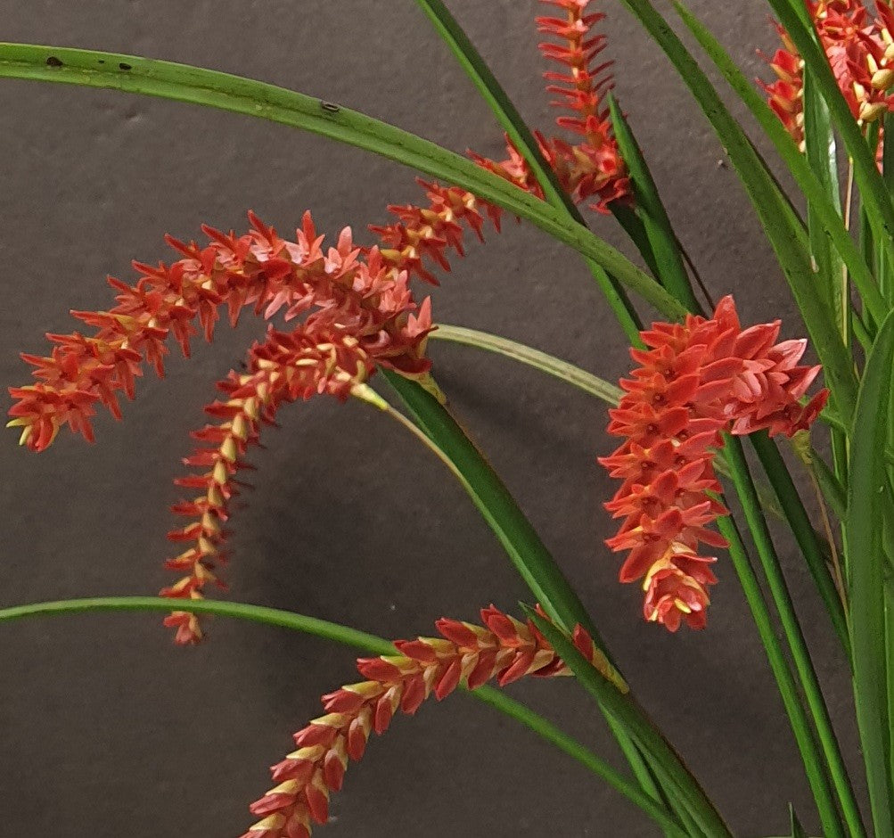 Coelogyne wenzelii (syn. Dendrochilum wenzelii) red form, arching chains of red flowers among grassy leaves