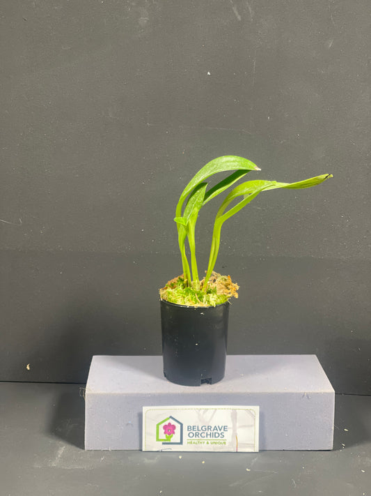 Masdevallia Mem. Horrie Foster-Johnson 'Beenak' AM/OSCOV