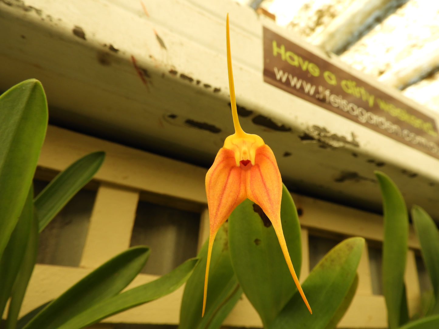 Masdevallia Falcata x peristeria flower close-up, orange with red veining