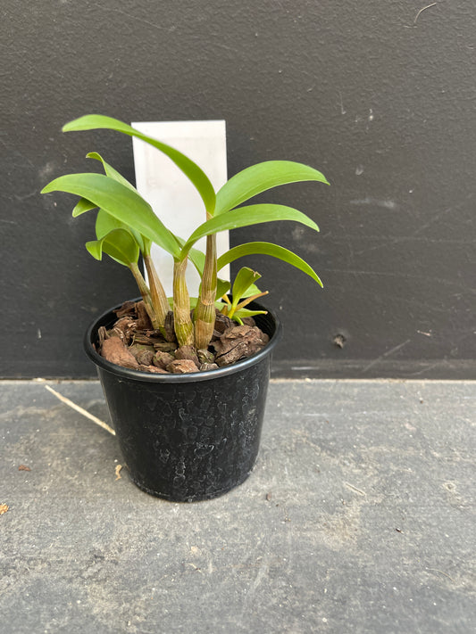 A medium-sized Dendrobium hybrid plant with multiple healthy canes in a black nursery pot.