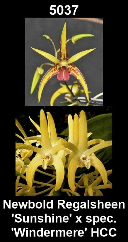 Dendrobium Newbold Regalsheen 'Sunshine' × speciosum 'Windermere' HCC parent plants showing speciosum-influenced flower forms — photographs show parent plants