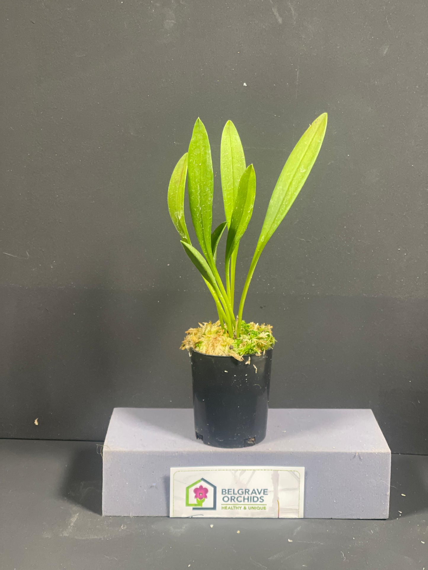 Masdevallia Frosty Stripes 'Lilac Snow' plant showing compact upright foliage in cultivation