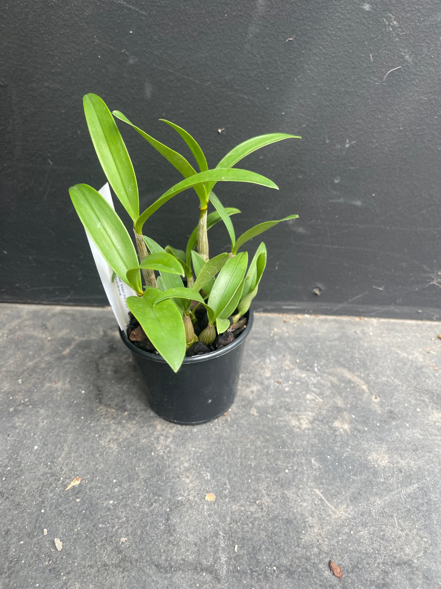 Dendrobium Tyabb 'Heather' AM/OSCOV x Flinders 'Sunshine'