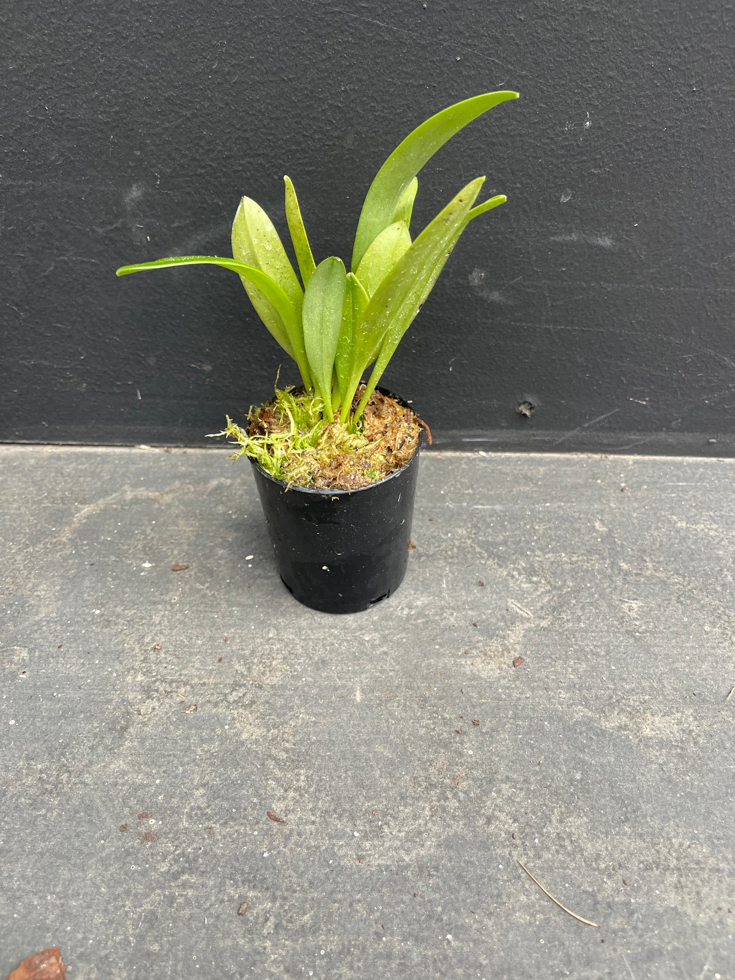 Masdevallia Latacunga ‘Morado Spot’