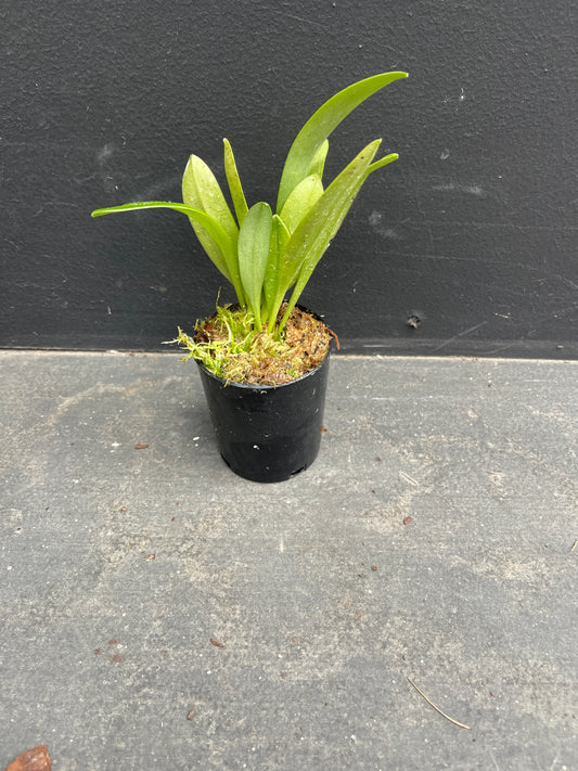 A compact Masdevallia Latacunga 'Morado Spot' plant with healthy green leaves in a black nursery pot.