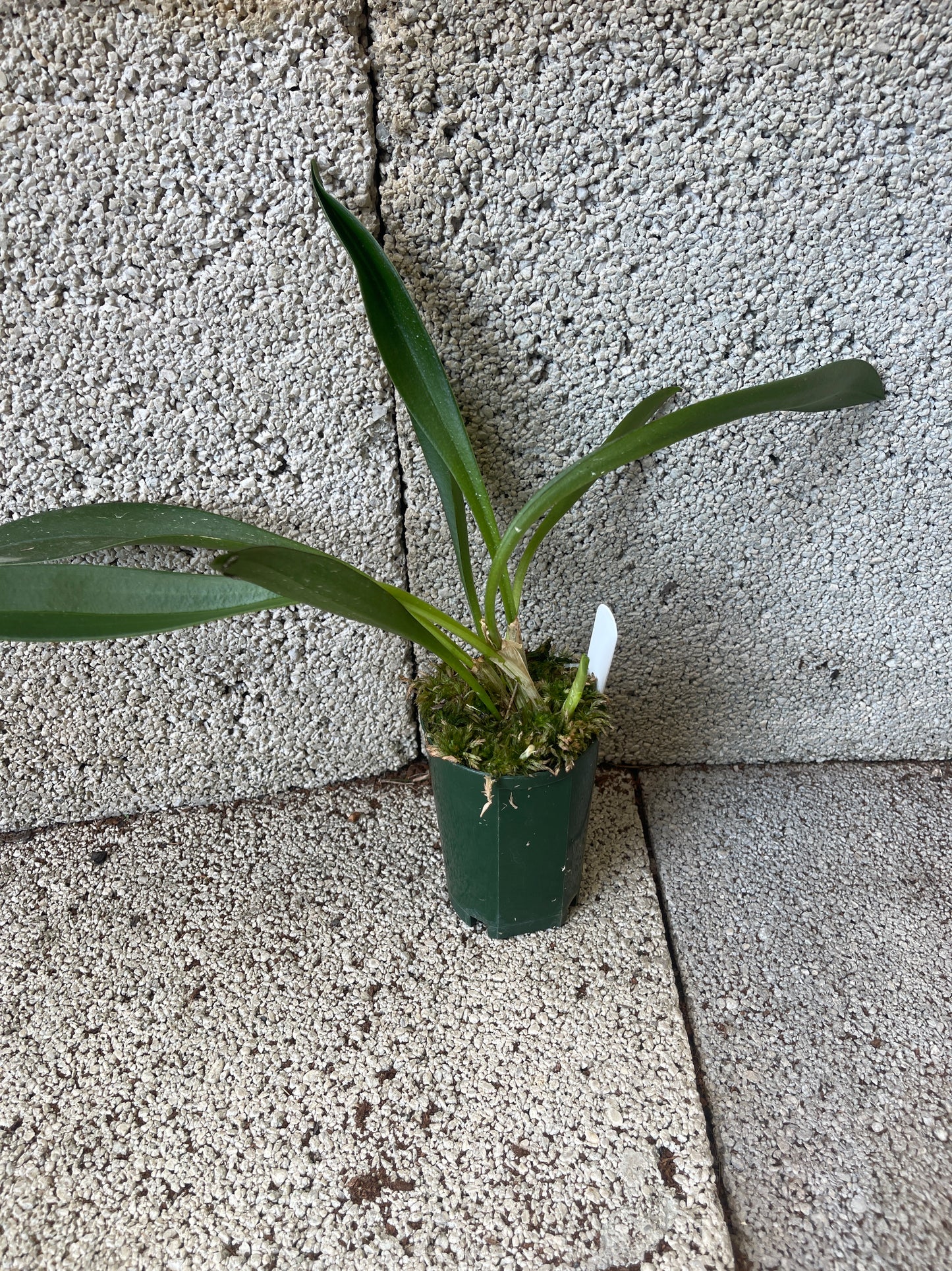 Masdevallia Curacao ‘Oliver’