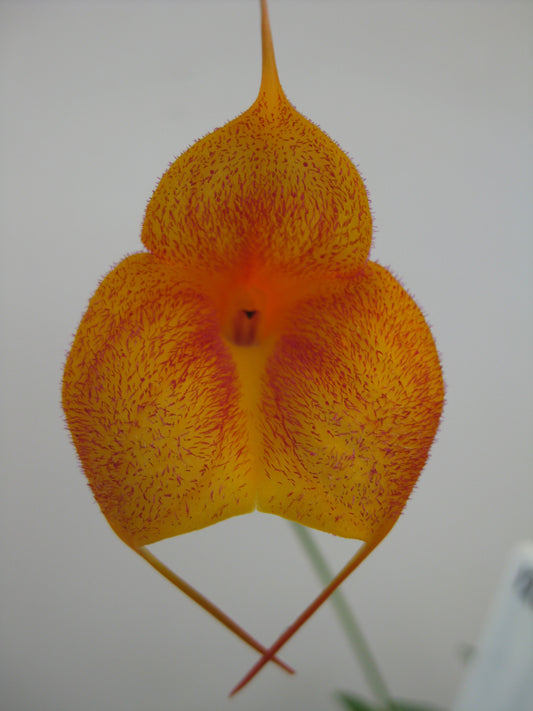 Masdevallia Angel Frost 'Winter Coat'