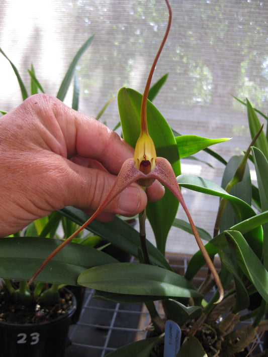 Masdevallia colossus (species)