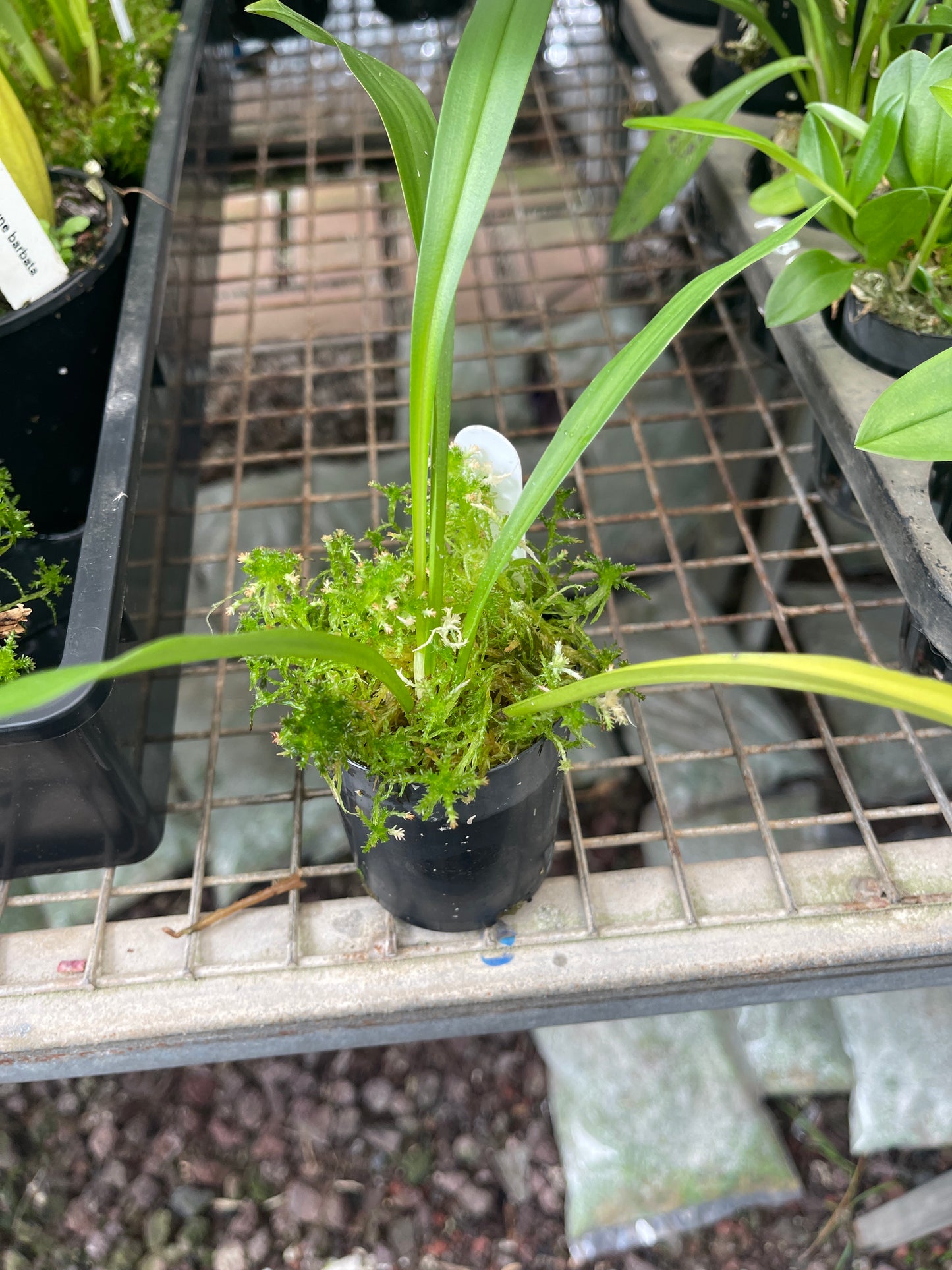 Dracula chiroptera 'Yellow' plant in cultivation showing compact upright foliage